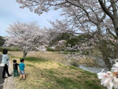 桜を鑑賞している家族の写真を添付します。
